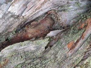 Dead tree bark at Canemah, 12/29/2013