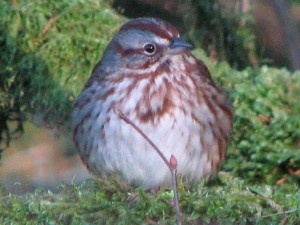 Fluffed up song sparrow