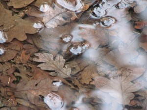 A puddle covered these oak leaves