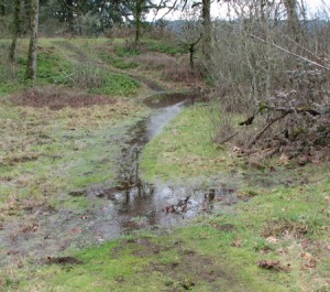 A section of the Canemah trail