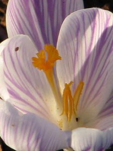 Striped crocus that survived the storm.