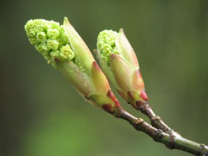 This young twig waits for better weather before releasing its leaves and setting its blooms.