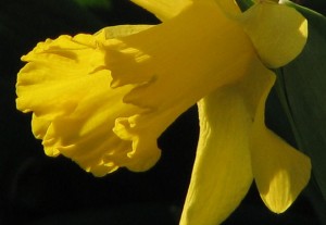 Daffodil yellow.