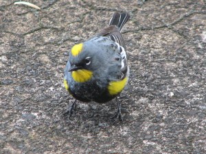 Yellow Rumped Warbler