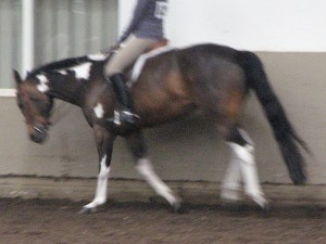 English pleasure horse, cantering slowly (jog) with low headset