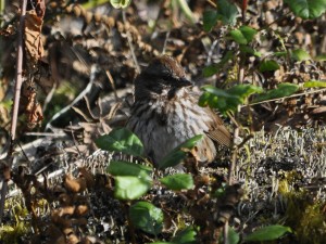 youngsongsparrow