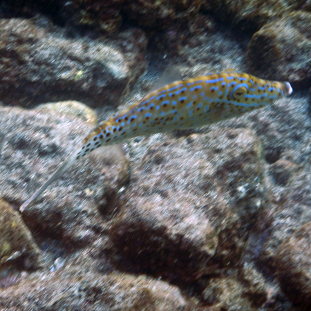 scrawledfilefish
