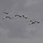 snowgeese1