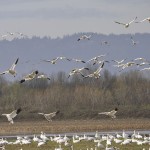 snowgeese2