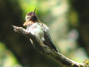 Male Anna's hummingbird flashes at another male