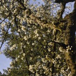 whitetree