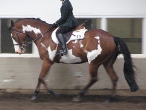 English pleasure horse, still cantering slowly but on the bit with contact
