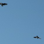 ospreys