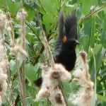 redwingblackbird