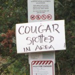 cougar1