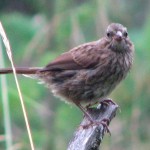 youngsparrow1