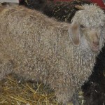 sheep3
