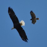 eagle&hawk3