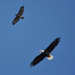 eagle&hawk5