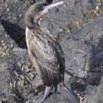 cormorant3
