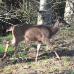deer13