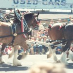 clydesdales2
