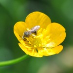 buttercupandfly2