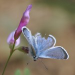 bluebutterfly2