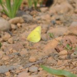 yellowbutterfly