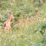 fawns1