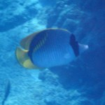 linedbutterflyfish
