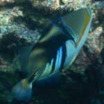wedgetailtriggerfish1