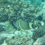 whitespottedsurgeonfish