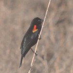 redwingblackbird