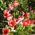 tulip_pink1
