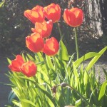 tulip_red1