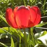 tulip_red2