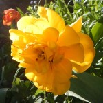 tulip_yellow1