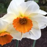 daffodil01