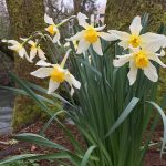 daffodil06