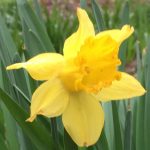 daffodil07