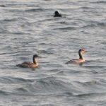 grebe_red-necked_01