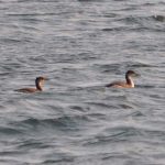 grebe_red-necked_02