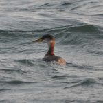 grebe_red-necked_03