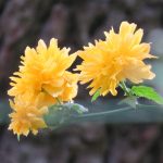 yellowflower1
