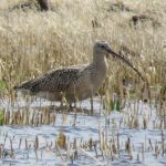 curlew1