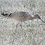 curlew2