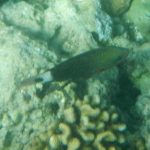 Bullethead Parrotfish 1