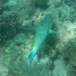 Bullethead Parrotfish 2