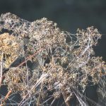 weedsnwebs